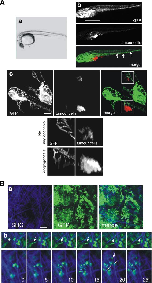 https://cdn.ncbi.nlm.nih.gov/pmc/blobs/7102/11115955/81ffc0fb5ddd/18_2010_419_Fig6_HTML.jpg