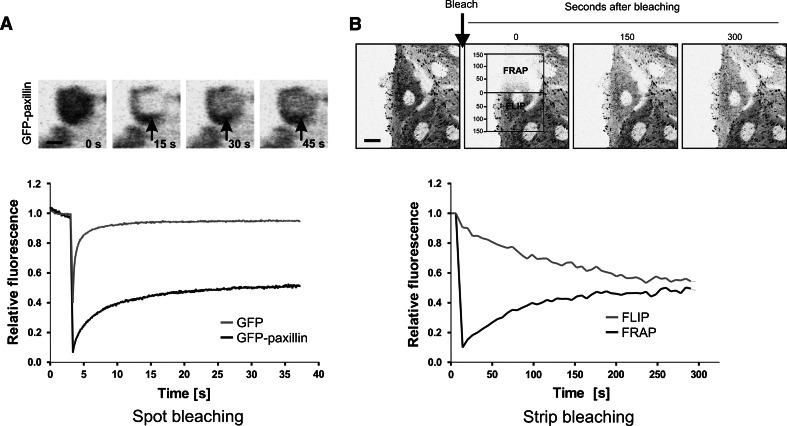 https://cdn.ncbi.nlm.nih.gov/pmc/blobs/7102/11115955/a72bbdc213fd/18_2010_419_Fig4_HTML.jpg