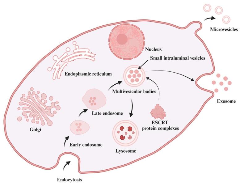 https://cdn.ncbi.nlm.nih.gov/pmc/blobs/7103/11351667/43d25c28c76b/antioxidants-13-00964-g001.jpg