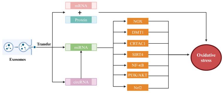https://cdn.ncbi.nlm.nih.gov/pmc/blobs/7103/11351667/48b66a59aa3e/antioxidants-13-00964-g002.jpg