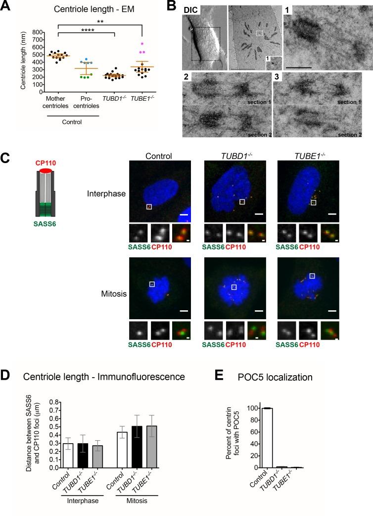 https://cdn.ncbi.nlm.nih.gov/pmc/blobs/7103/5653238/0dc91126ae71/elife-29061-fig2.jpg