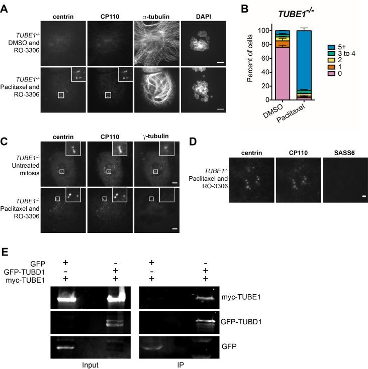 https://cdn.ncbi.nlm.nih.gov/pmc/blobs/7103/5653238/5ffae27dbd8c/elife-29061-fig4.jpg