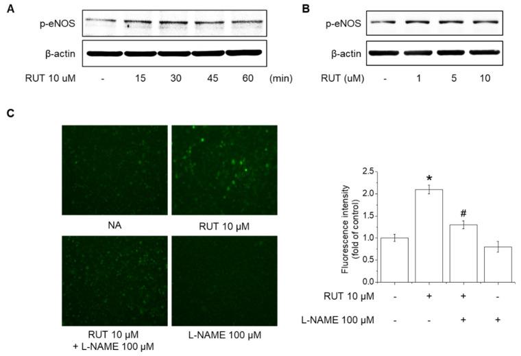 https://cdn.ncbi.nlm.nih.gov/pmc/blobs/7105/8431268/89eb86add3e9/ijms-22-09407-g002.jpg