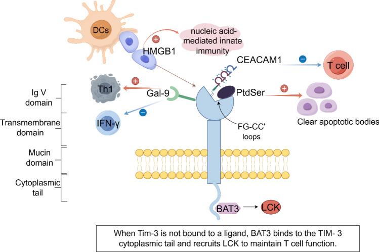 https://cdn.ncbi.nlm.nih.gov/pmc/blobs/7109/12092856/526ee663f51b/12672_2025_2673_Fig1_HTML.jpg