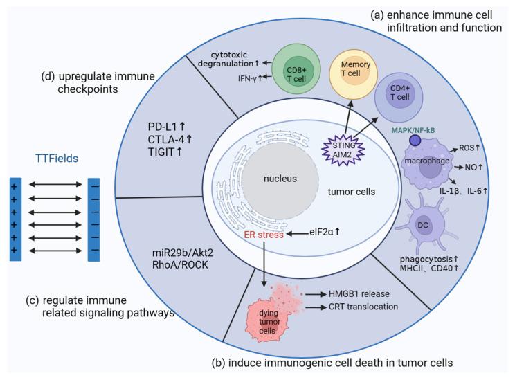 https://cdn.ncbi.nlm.nih.gov/pmc/blobs/710c/10705801/80ae0f2331bb/cancers-15-05642-g002.jpg