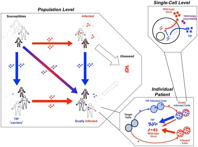 https://cdn.ncbi.nlm.nih.gov/pmc/blobs/7115/3060167/bd0222878ba5/pcbi.1002015.g001.jpg