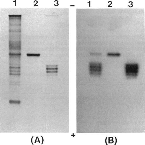 https://cdn.ncbi.nlm.nih.gov/pmc/blobs/7116/207472/c0572cd7461f/jbacter00089-0135-a.jpg