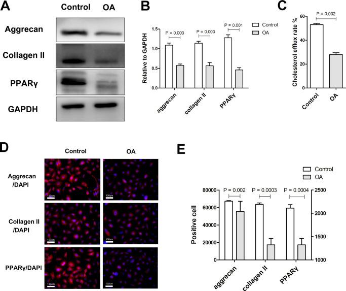 https://cdn.ncbi.nlm.nih.gov/pmc/blobs/7119/8559971/ed3f2261abb7/BJR-10-693-g0001.jpg