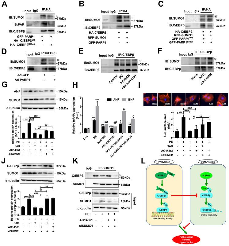 https://cdn.ncbi.nlm.nih.gov/pmc/blobs/7119/8741850/3c6da760bbd0/ijbsv18p0783g007.jpg