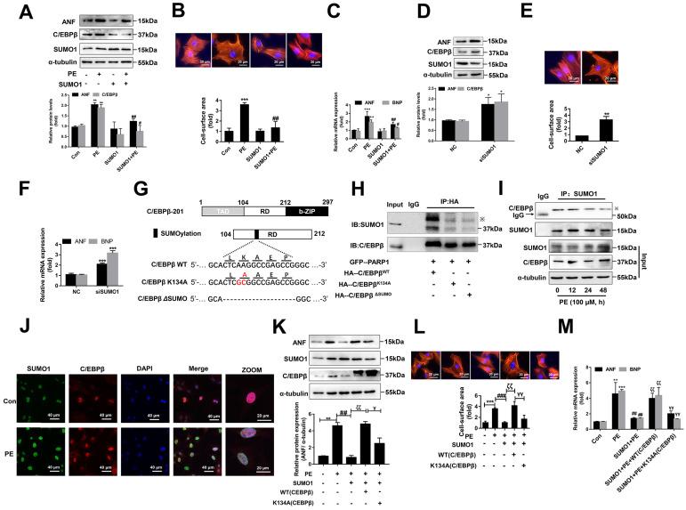 https://cdn.ncbi.nlm.nih.gov/pmc/blobs/7119/8741850/5cf543e36301/ijbsv18p0783g006.jpg