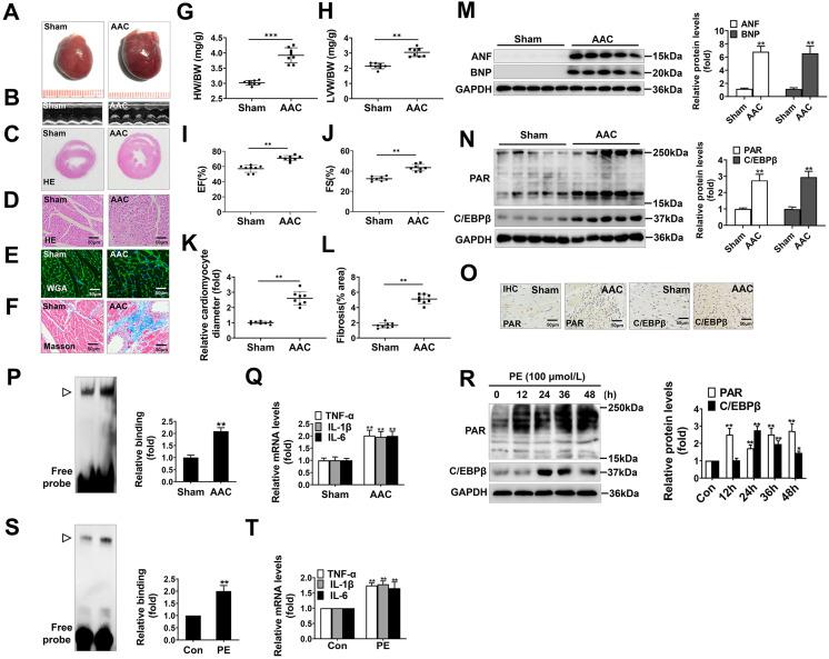 https://cdn.ncbi.nlm.nih.gov/pmc/blobs/7119/8741850/79ead399dd16/ijbsv18p0783g001.jpg