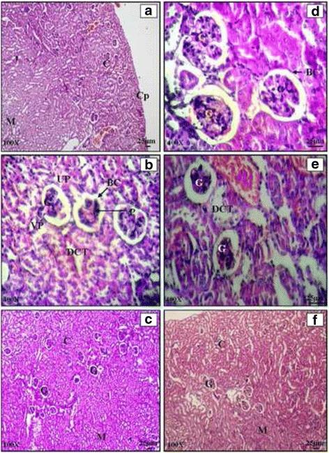 https://cdn.ncbi.nlm.nih.gov/pmc/blobs/711b/5124282/a5e9930b6a19/12906_2016_1474_Fig7_HTML.jpg