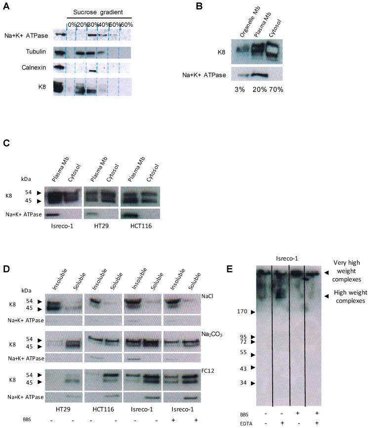 https://cdn.ncbi.nlm.nih.gov/pmc/blobs/711b/6266717/b0c01f8dca49/cancers-10-00452-g004.jpg