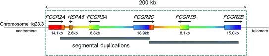 https://cdn.ncbi.nlm.nih.gov/pmc/blobs/7120/7122306/a561e642e7e5/318446_1_En_13_Fig1_HTML.jpg