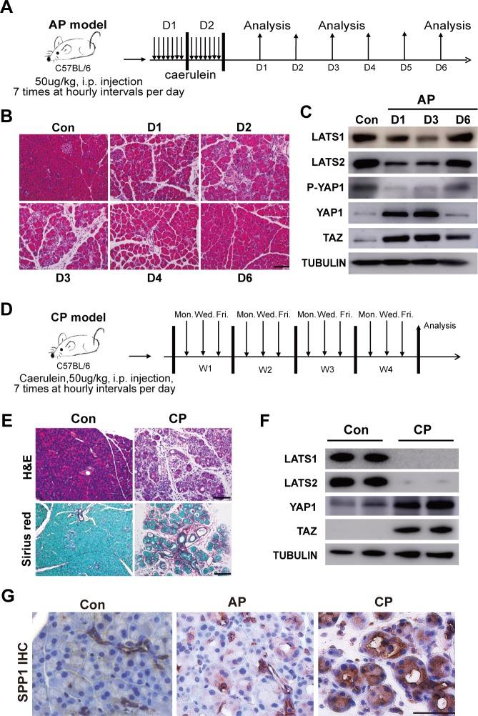 https://cdn.ncbi.nlm.nih.gov/pmc/blobs/7121/6742234/f11d679ef91e/pbio.3000418.g008.jpg