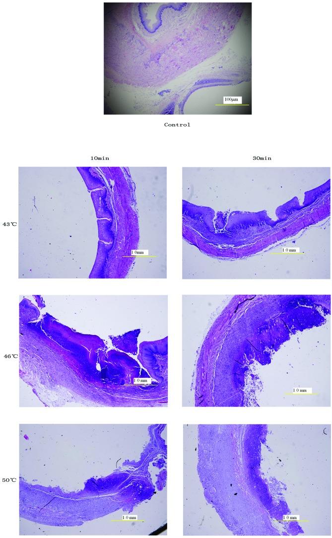 https://cdn.ncbi.nlm.nih.gov/pmc/blobs/7127/3833863/ceb40fa1140a/OL-06-06-1550-g06.jpg