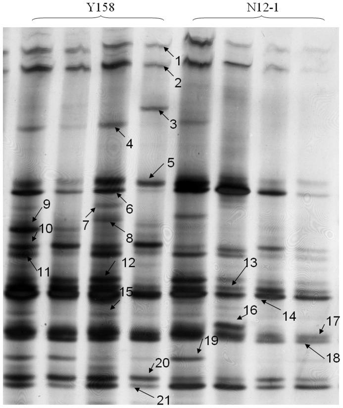 https://cdn.ncbi.nlm.nih.gov/pmc/blobs/7128/4045665/83ad20bf89fb/pone.0098394.g006.jpg