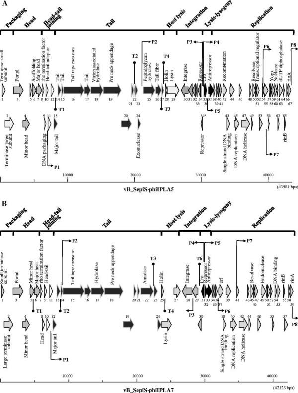 https://cdn.ncbi.nlm.nih.gov/pmc/blobs/7129/3505474/49d1388e47ee/1471-2164-13-228-1.jpg
