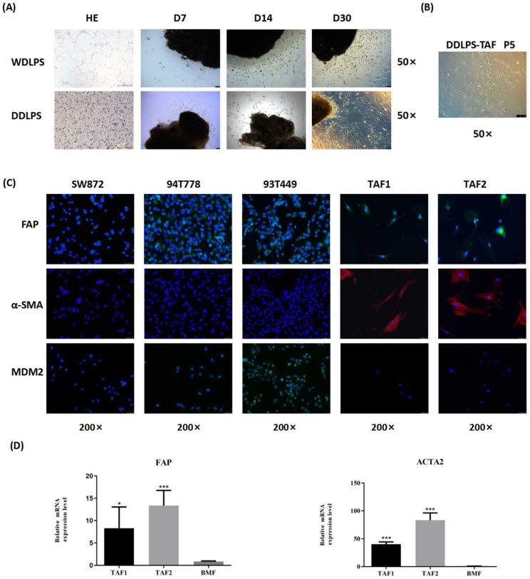 https://cdn.ncbi.nlm.nih.gov/pmc/blobs/712a/9379409/6972ae8ea09e/ijbsv18p5038g001.jpg