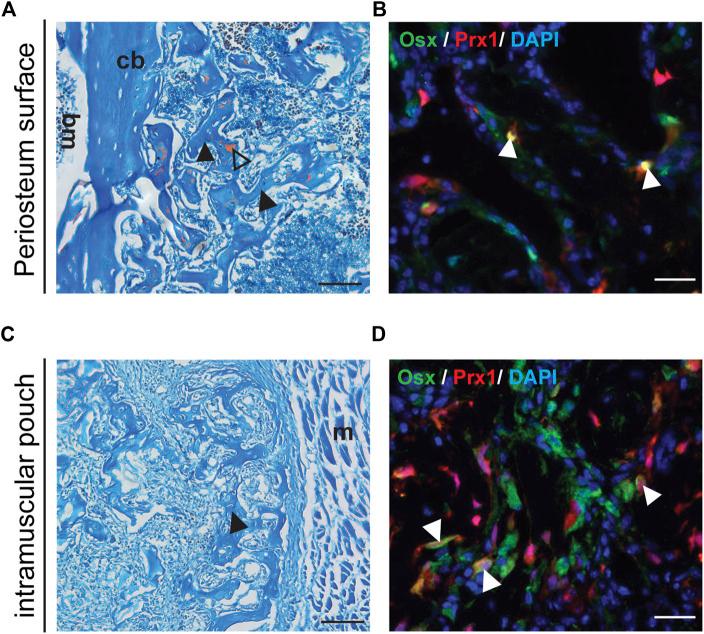 https://cdn.ncbi.nlm.nih.gov/pmc/blobs/712a/9922707/0d1848022473/fphys-14-1106474-g003.jpg
