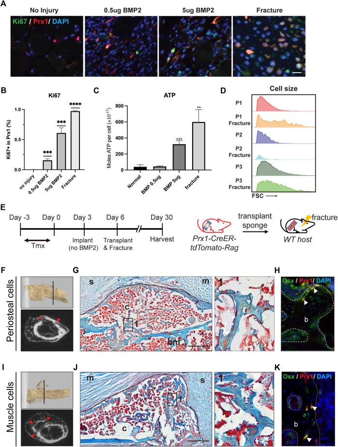 https://cdn.ncbi.nlm.nih.gov/pmc/blobs/712a/9922707/2e32dfc86bea/fphys-14-1106474-g006.jpg