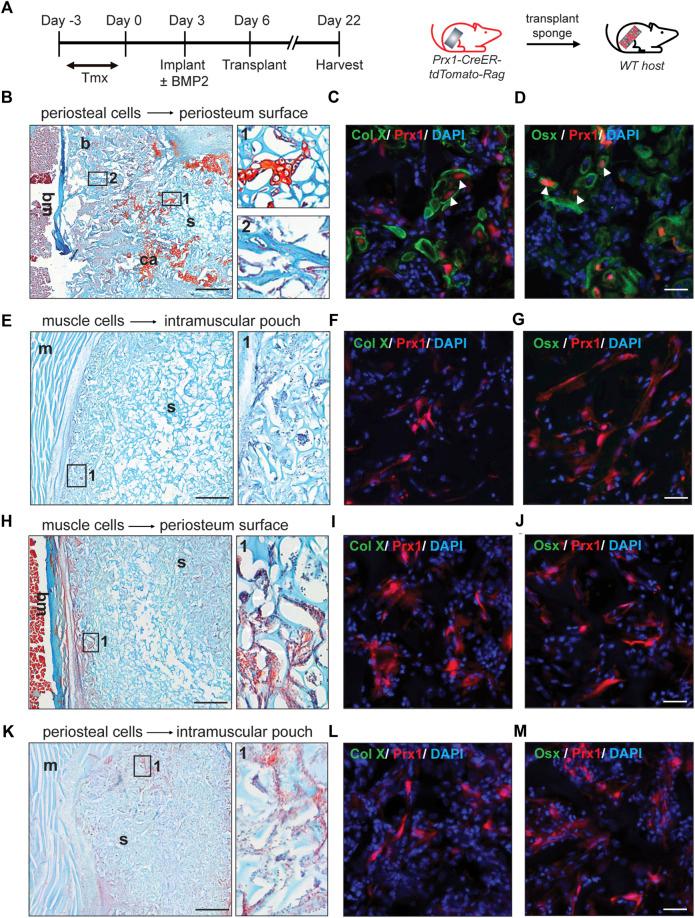https://cdn.ncbi.nlm.nih.gov/pmc/blobs/712a/9922707/6e9f6140b05e/fphys-14-1106474-g002.jpg