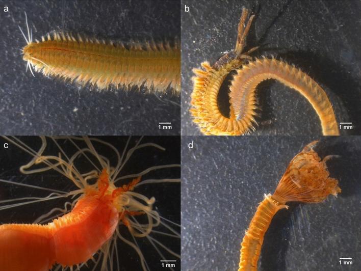 https://cdn.ncbi.nlm.nih.gov/pmc/blobs/712c/8144190/e0b56cf61524/41598_2021_90185_Fig2_HTML.jpg