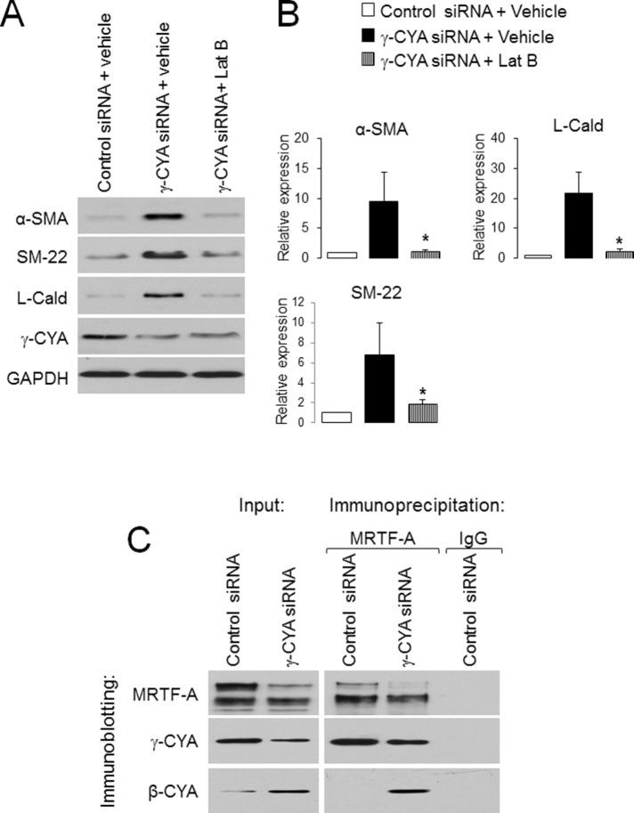 https://cdn.ncbi.nlm.nih.gov/pmc/blobs/7139/4196865/4eabddc646ad/3133fig6.jpg