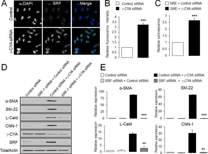 https://cdn.ncbi.nlm.nih.gov/pmc/blobs/7139/4196865/6bc95f89f0c8/3133fig3.jpg
