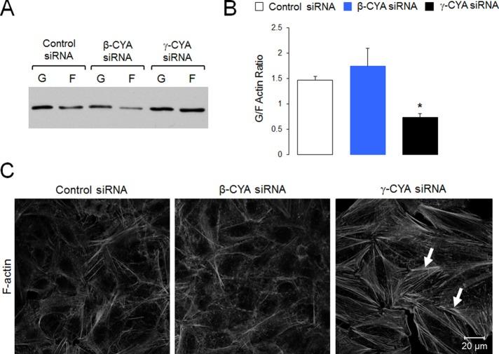 https://cdn.ncbi.nlm.nih.gov/pmc/blobs/7139/4196865/ef55abd7a5c6/3133fig5.jpg