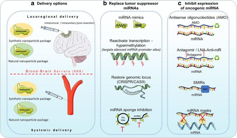 https://cdn.ncbi.nlm.nih.gov/pmc/blobs/713a/6542029/cd834e32e548/13046_2019_1180_Fig1_HTML.jpg