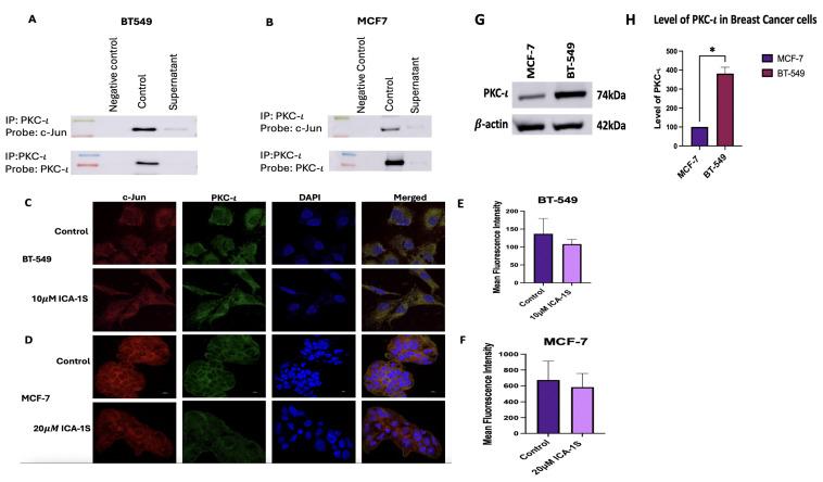 https://cdn.ncbi.nlm.nih.gov/pmc/blobs/713c/12347049/246df85518f1/ijms-26-07288-g007.jpg