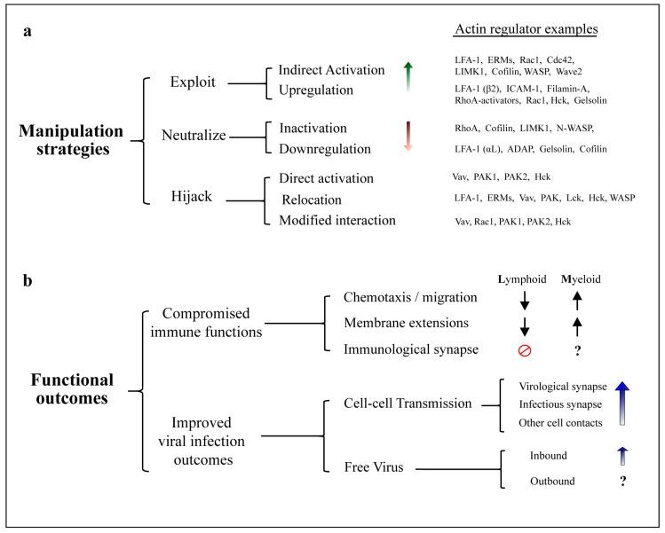 https://cdn.ncbi.nlm.nih.gov/pmc/blobs/713c/5850370/611faf194c52/viruses-10-00063-g001.jpg