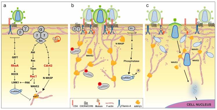 https://cdn.ncbi.nlm.nih.gov/pmc/blobs/713c/5850370/a5eb9759ed5f/viruses-10-00063-g002.jpg