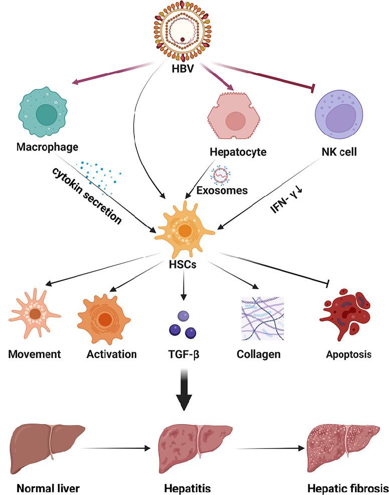 https://cdn.ncbi.nlm.nih.gov/pmc/blobs/7144/9978172/5c3f058d6940/fimmu-14-1131588-g002.jpg