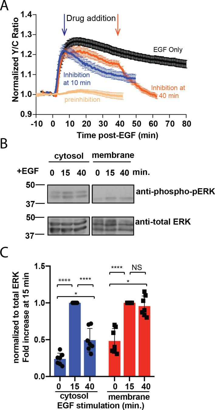 https://cdn.ncbi.nlm.nih.gov/pmc/blobs/7146/7289600/6278a593f65b/elife-57410-fig2.jpg