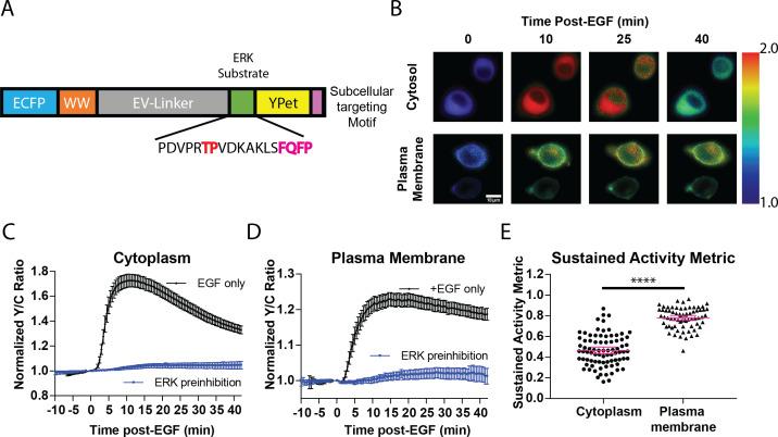 https://cdn.ncbi.nlm.nih.gov/pmc/blobs/7146/7289600/ae1293d5fe01/elife-57410-fig1.jpg