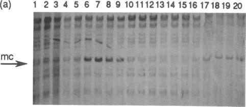 https://cdn.ncbi.nlm.nih.gov/pmc/blobs/714b/207836/04c9ae27bd10/jbacter00098-0274-a.jpg