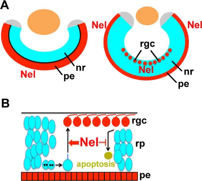 https://cdn.ncbi.nlm.nih.gov/pmc/blobs/714c/3890344/036ae1f93be0/234fig9.jpg