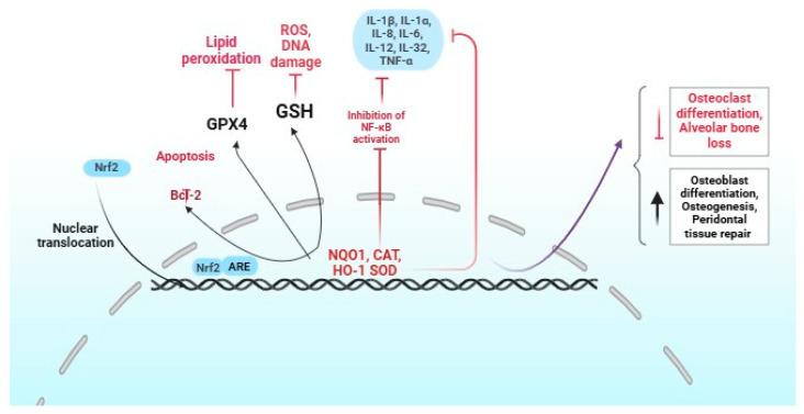 https://cdn.ncbi.nlm.nih.gov/pmc/blobs/714d/12293358/8d86cc0995cc/dentistry-13-00314-g002.jpg