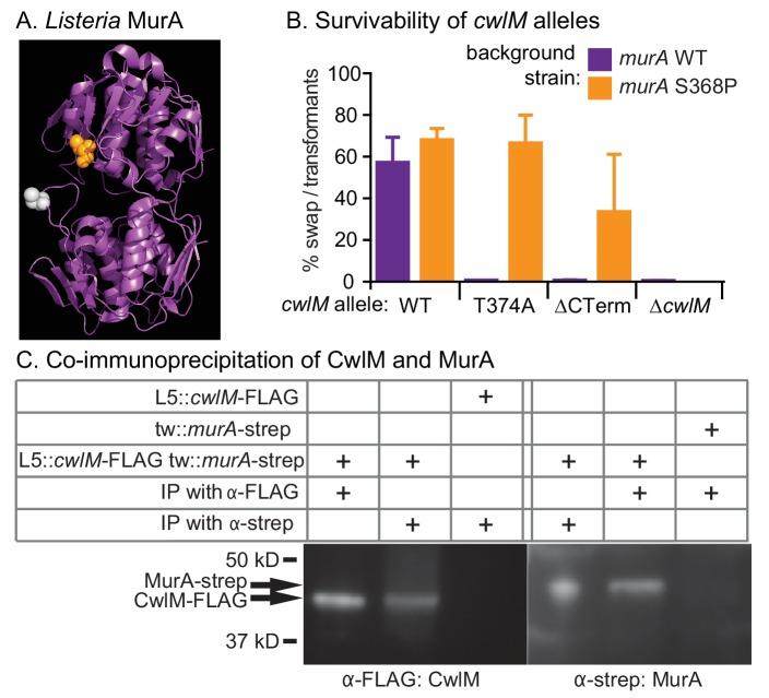https://cdn.ncbi.nlm.nih.gov/pmc/blobs/714d/4946905/214b7d9d4789/elife-14590-fig4.jpg