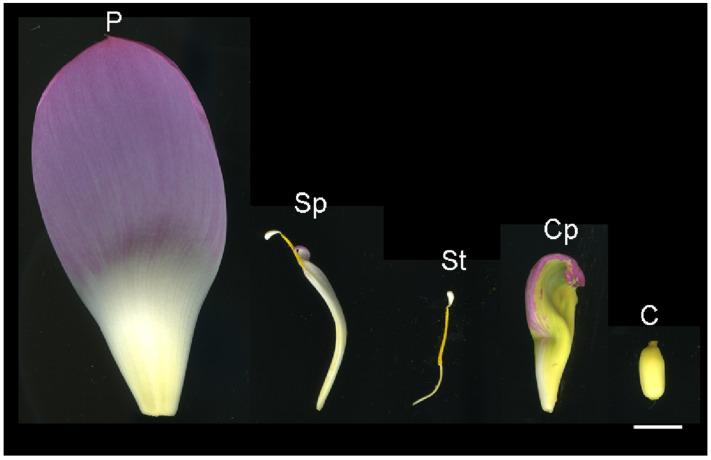 https://cdn.ncbi.nlm.nih.gov/pmc/blobs/714e/11755666/d5f58feda3f9/proteomes-13-00004-g001.jpg