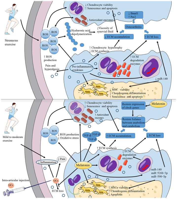 https://cdn.ncbi.nlm.nih.gov/pmc/blobs/7150/7979260/565f81c2960e/IJMM-47-05-04915-g02.jpg