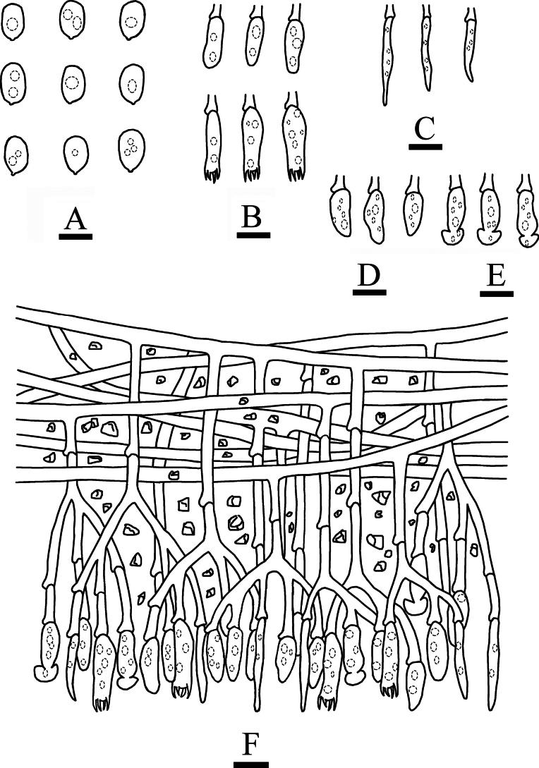 https://cdn.ncbi.nlm.nih.gov/pmc/blobs/7152/12059579/4c2e74f55447/mycokeys-117-029-g009.jpg