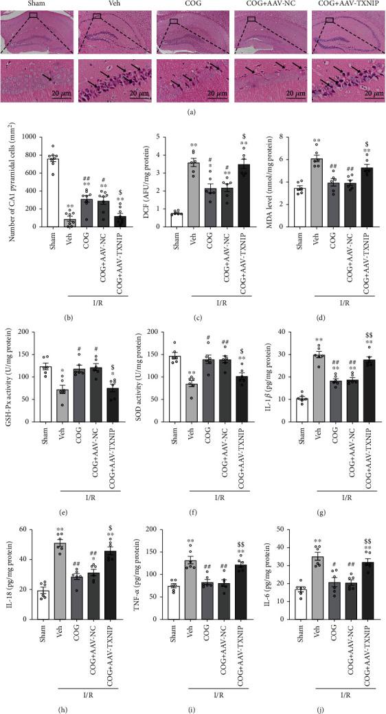 https://cdn.ncbi.nlm.nih.gov/pmc/blobs/7152/9410841/1381b9f2ad6f/OMCL2022-8729398.009.jpg