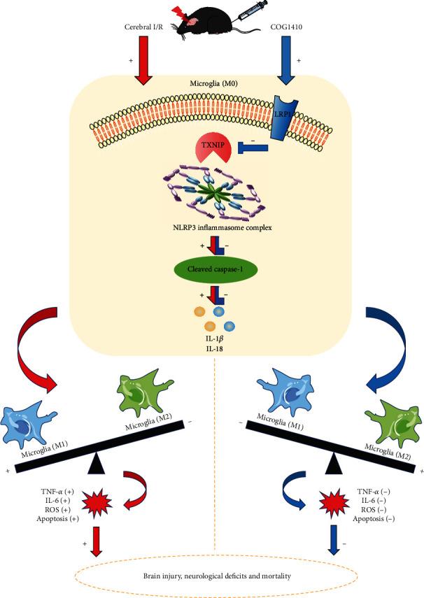 https://cdn.ncbi.nlm.nih.gov/pmc/blobs/7152/9410841/9918609ee9b3/OMCL2022-8729398.011.jpg