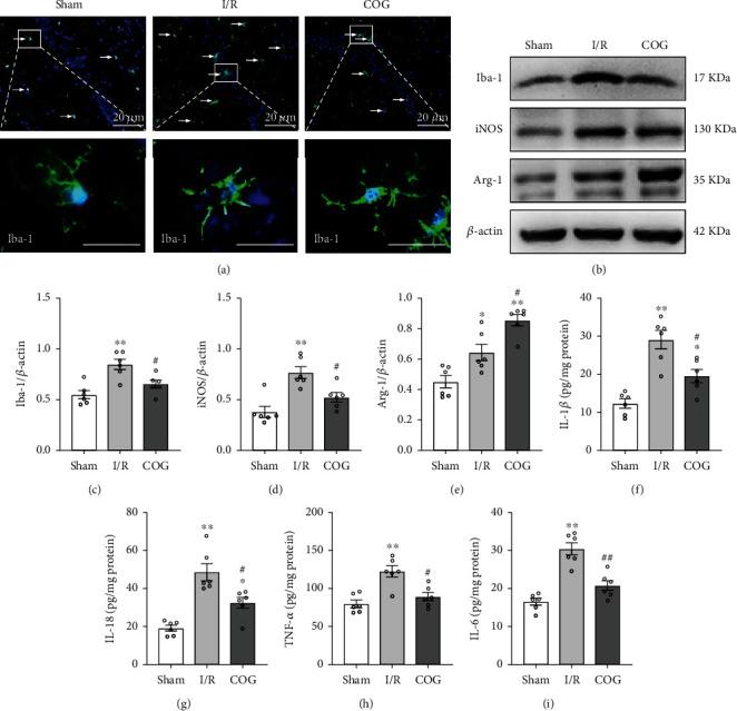https://cdn.ncbi.nlm.nih.gov/pmc/blobs/7152/9410841/e757b8afd93f/OMCL2022-8729398.006.jpg