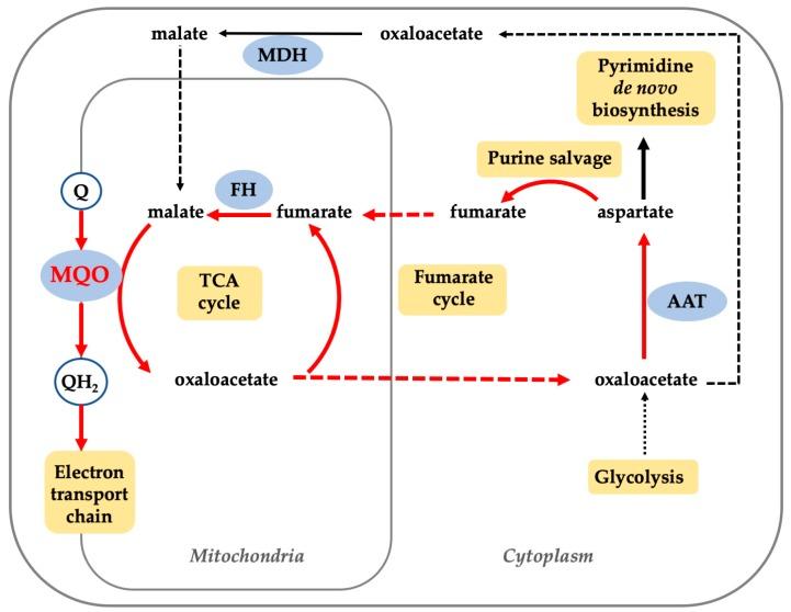 https://cdn.ncbi.nlm.nih.gov/pmc/blobs/7158/6627850/14190c277357/genes-10-00471-g001.jpg