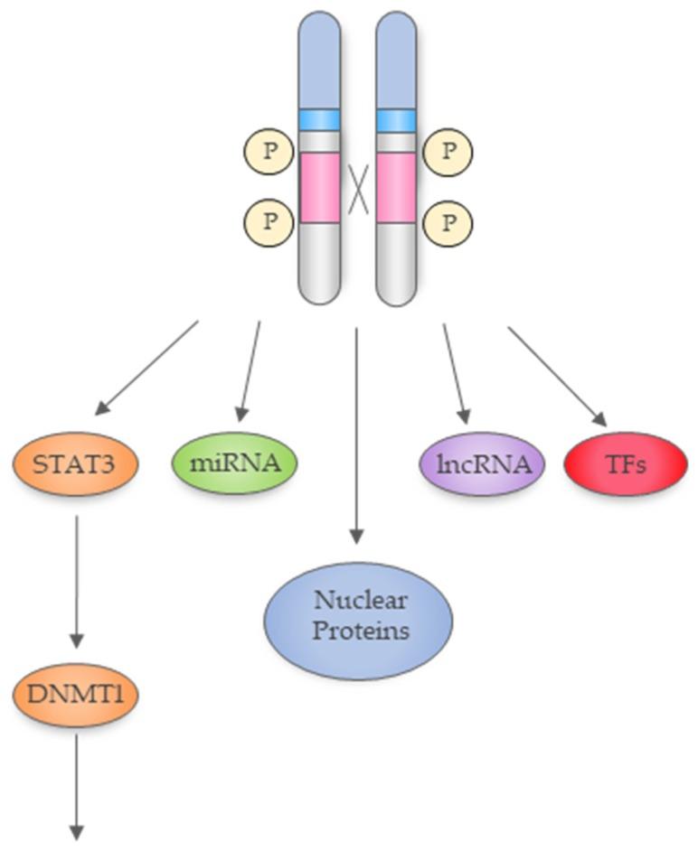 https://cdn.ncbi.nlm.nih.gov/pmc/blobs/7159/6721376/d6898146b7d1/cancers-11-01074-g003.jpg
