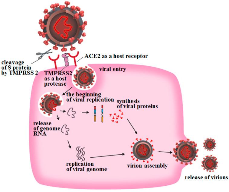 https://cdn.ncbi.nlm.nih.gov/pmc/blobs/715b/8235682/080c48abd3af/ijms-22-06527-g002.jpg